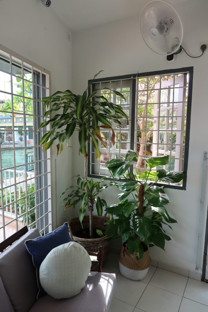 壁付け扇風機と観葉植物のコーナー