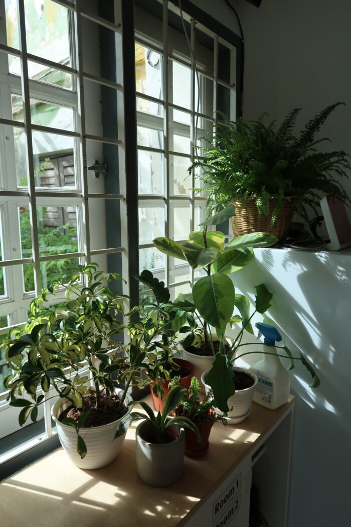 窓際で日を浴びる植物たち