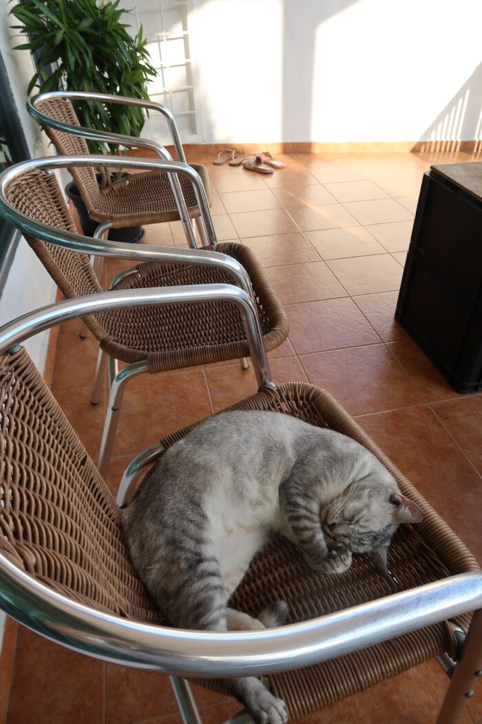 ゲストハウスのテラスにあるラタンチェアで眠る猫