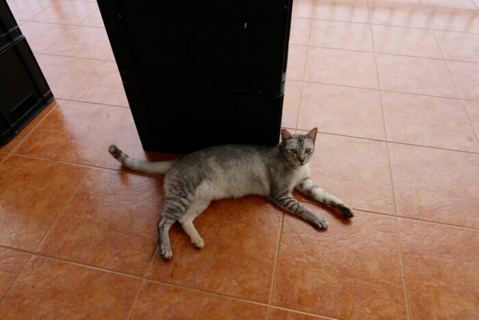 猫好きの国マレーシアでのんびり暮らす猫